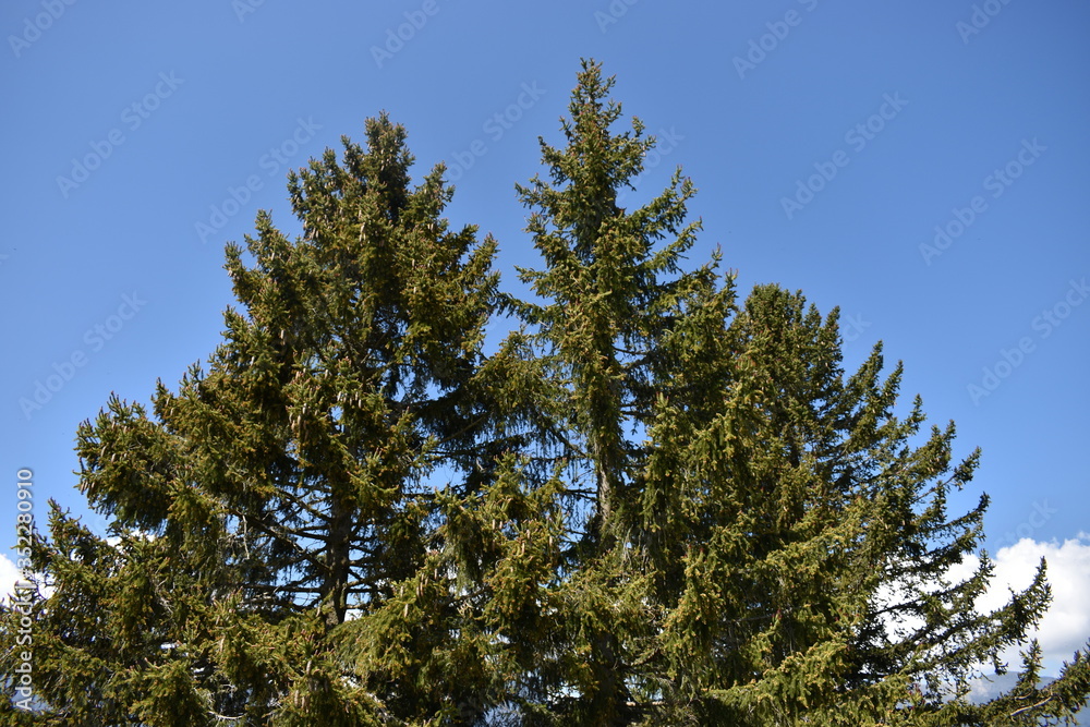 Naturlandschaft in Flumserberg in der Schweiz 17.5.2020 Naturlandschaft in Flumserberg in der Schweiz 17.5.2020