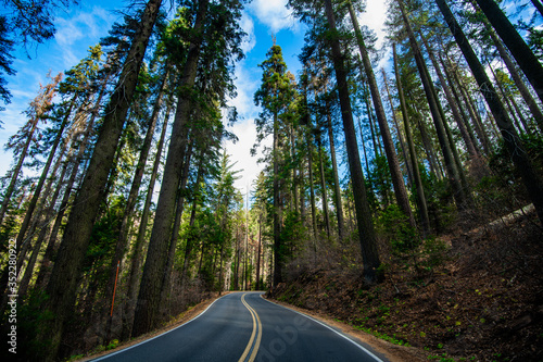 Asphalt road through the pine and sequoia trees in rural in USA