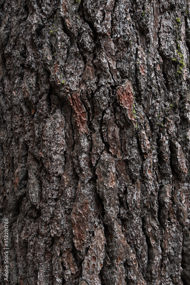 Background texture of tree bark. Old wood dry bark of the tree. Background texture of tree bark. Old wood dry bark of the tree.