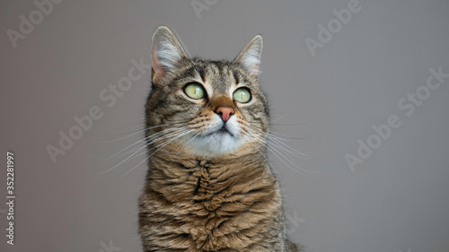 Portrait of a cat. Copy space for advertising. Negative space.