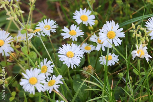 Margeriten in einer Blumenwiese