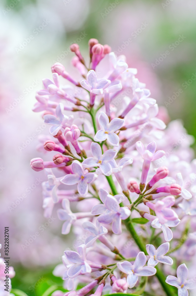 Flowering sprig of lilac delicate color