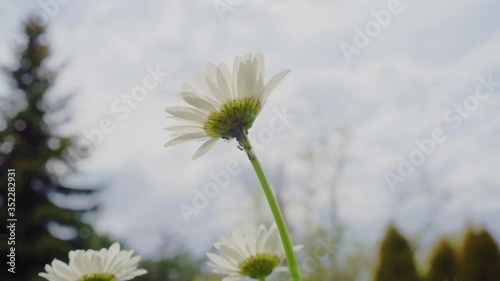 Ants on the daisy flower sunny day with bright sky