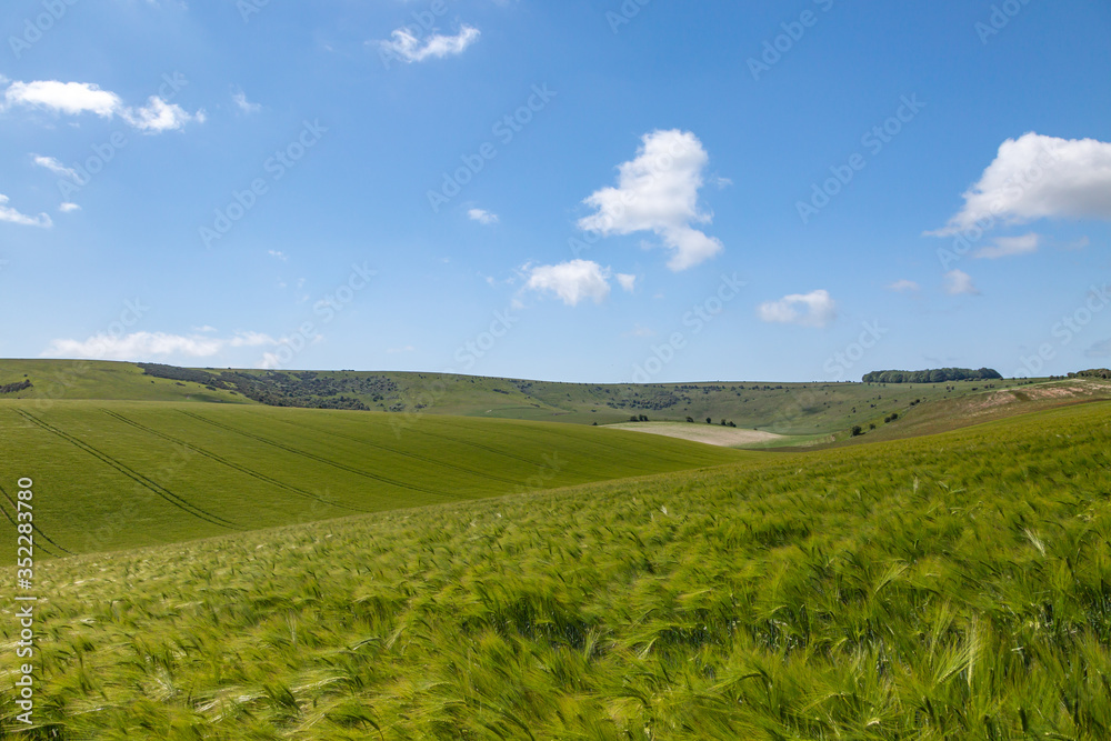Fototapeta premium Looking out over green wheat fields in Sussex, on a sunny day