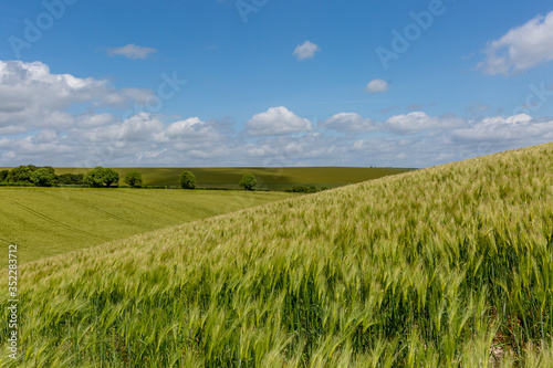 Looking out over green wheat fields in Sussex  on a sunny day