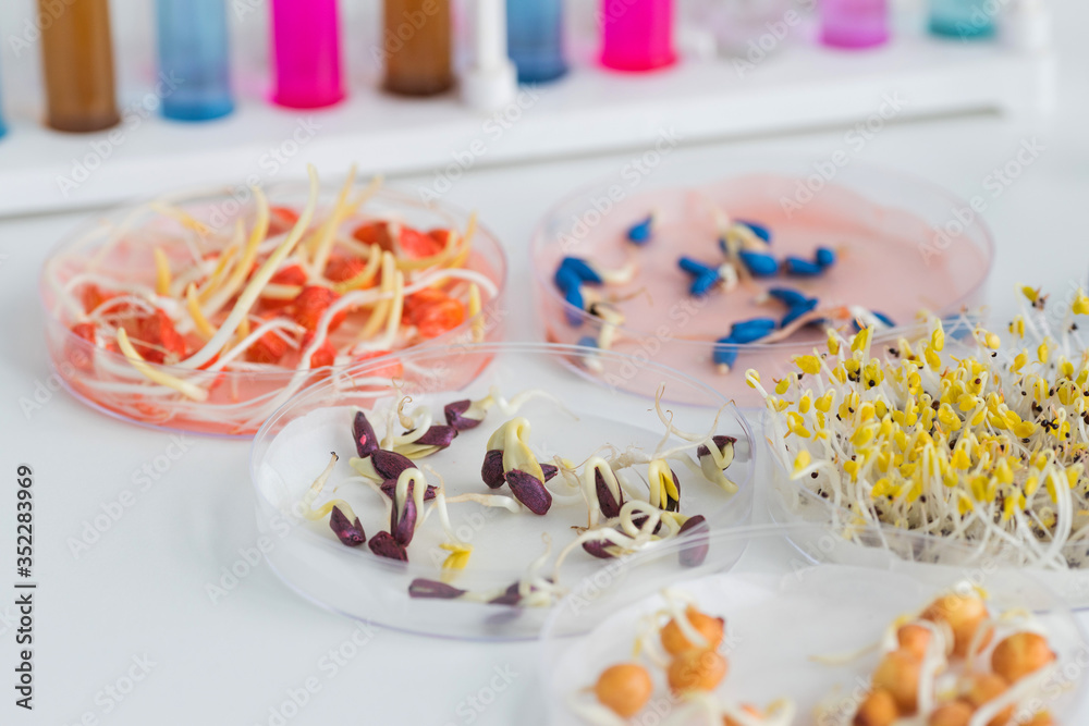 Herbicide-treated corn, suflowers, chick-pea seeds in a Petri dish and sprouted seeds on a table with test tubes Herbicide-treated corn, suflowers, chick-pea seeds in a Petri dish and sprouted seeds on a table with test tubes