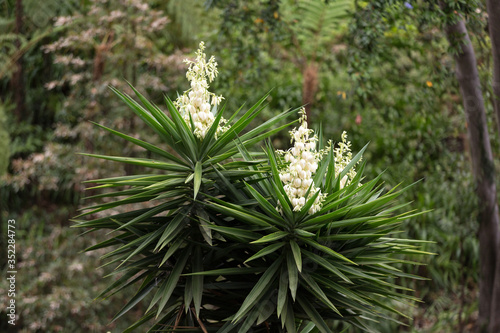 Bushes of the blossoming yucca in garden photo