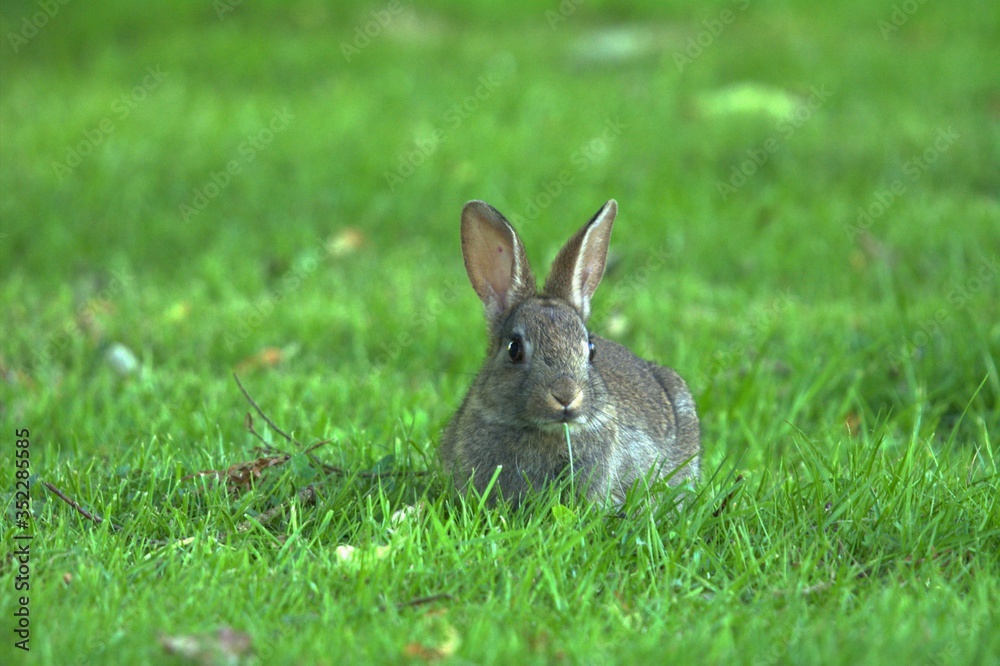 rabbit in the grass rabbit in the grass