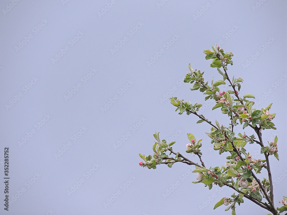 blossoming branch of a tree blossoming branch of a tree