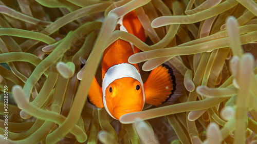 Clownfisch Nemo in Anemone beim Tauchen auf den Philippinen © Heiko der Urlauber