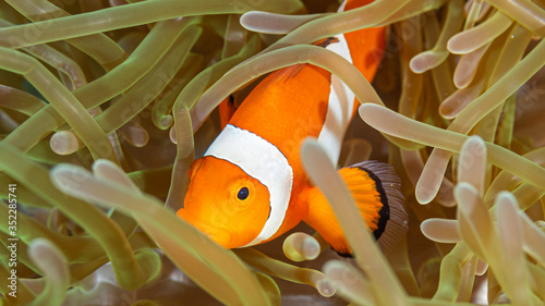 Clownfisch Nemo in Anemone beim Tauchen auf den Philippinen