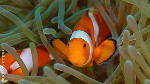Clownfisch Nemo in Anemone beim Tauchen auf den Philippinen