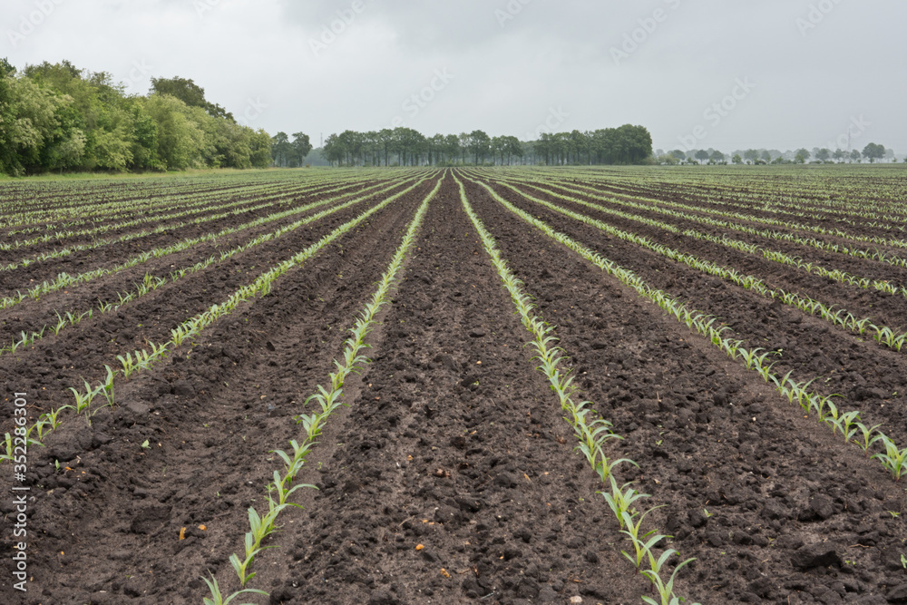 Long rows of young maize plants towards the horizon on a field Long rows of young maize plants towards the horizon on a field