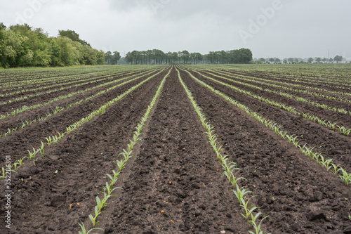 Long rows of young maize plants towards the horizon on a field