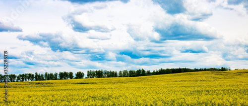Rapeseed field in summer with blue sky and clouds