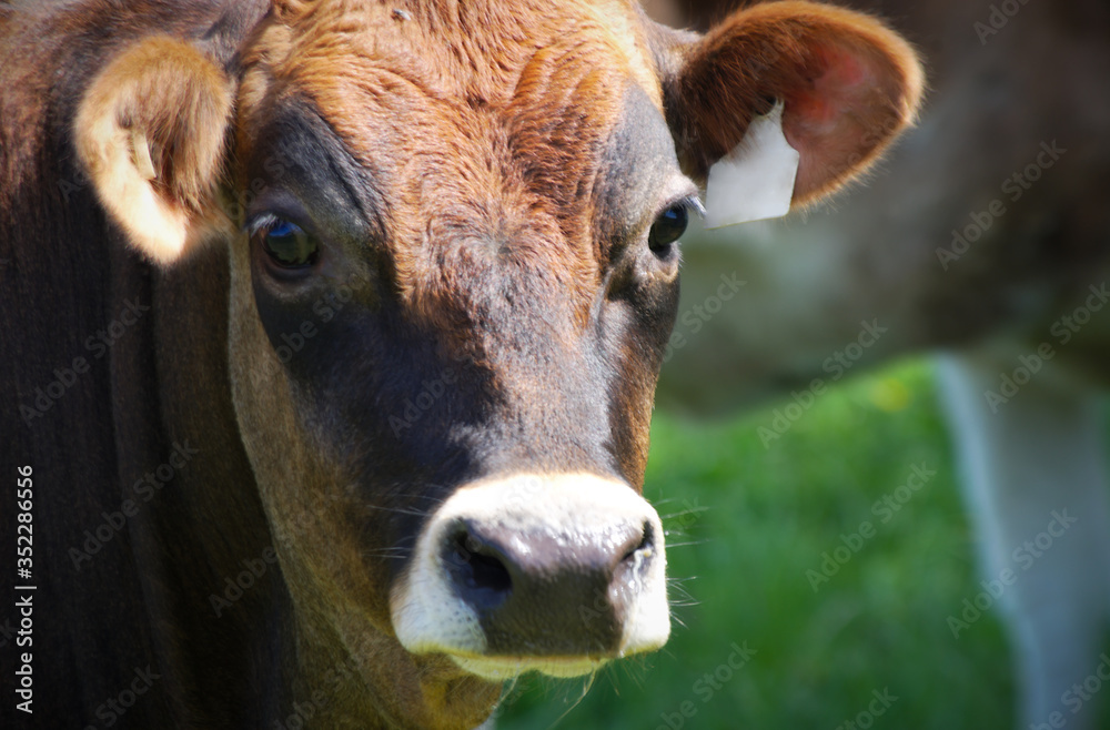 animal farm brown cow dairy product agriculture animal farm brown cow dairy product agriculture