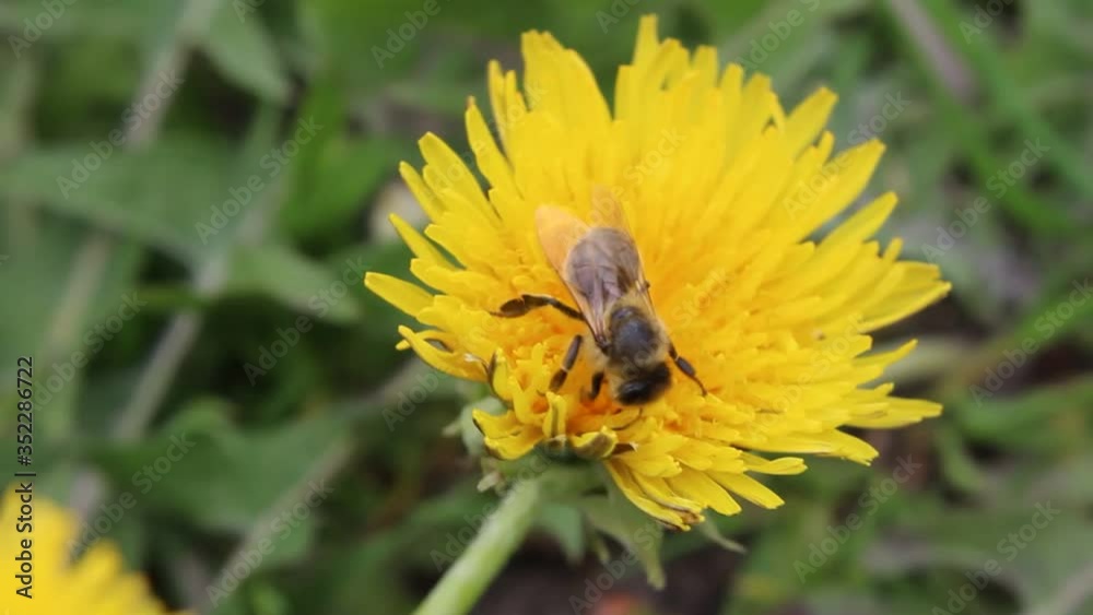 Honey bee on a yellow flower dandelion Honey bee on a yellow flower dandelion