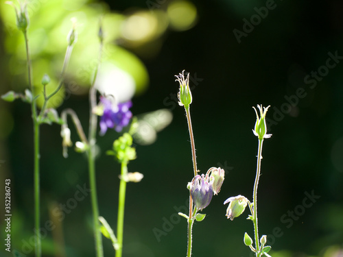 columbine wild flower in the garden Akelei photo