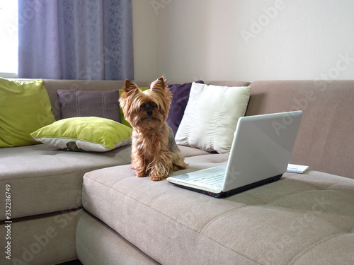 Small funny pet dog yorkshire terrier is working on laptop computer at home office. Online learning and working concept. Distance education on the sofa