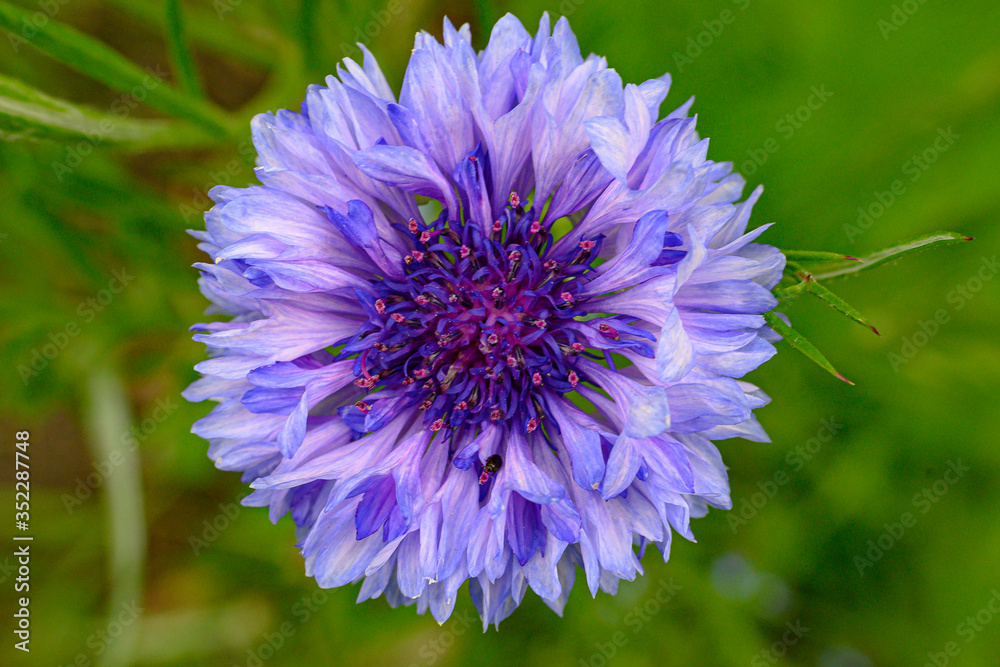 Obraz premium Chaber na łące