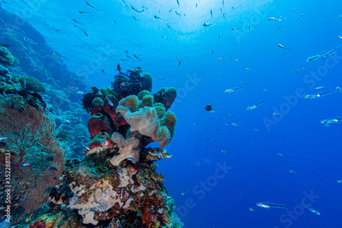 Fototapeta Naklejka Na Ścianę i Meble -  Korallenriff beim Tauchen auf den Philippinen