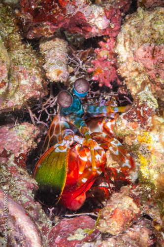 Fangschreckenkrebs, Mantis Shrimp,  beim Tauchen auf den Philippinen