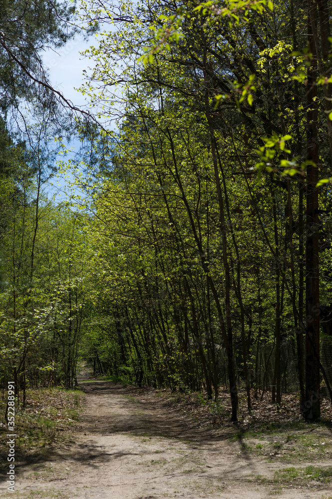 Forest road Forest road