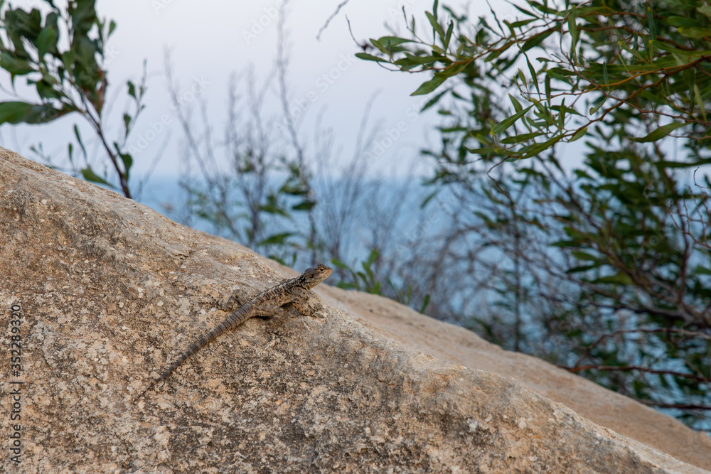 brown striped lizard sits on a large brown stone against the background of the sea, sky and branches of green willow brown striped lizard sits on a large brown stone against the background of the sea, sky and branches of green willow