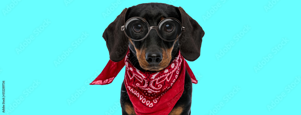 Teckel dog wearing red bandana, sitting and looking at camera Teckel dog wearing red bandana, sitting and looking at camera