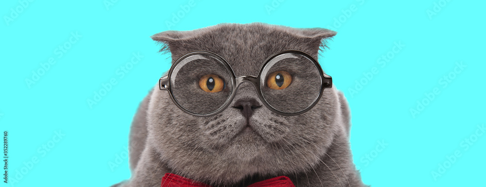 Scottish Fold cat lying down, wearing eyeglasses with red bowtie