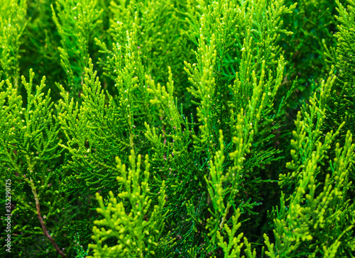 green leaves background of a bush