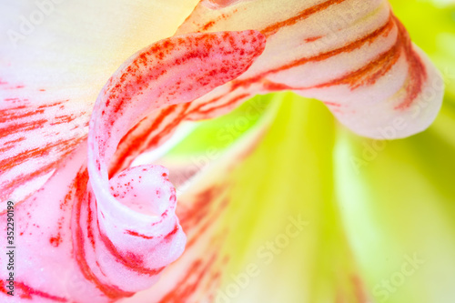 Hippeastrum flower very close up soft focus shot