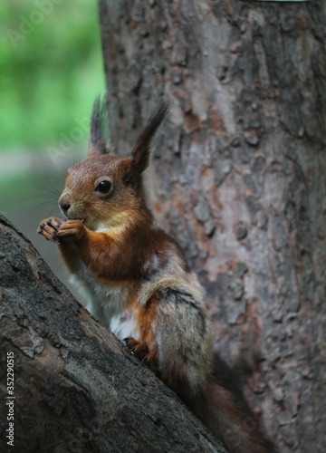squirrel in the park © Anastasiya