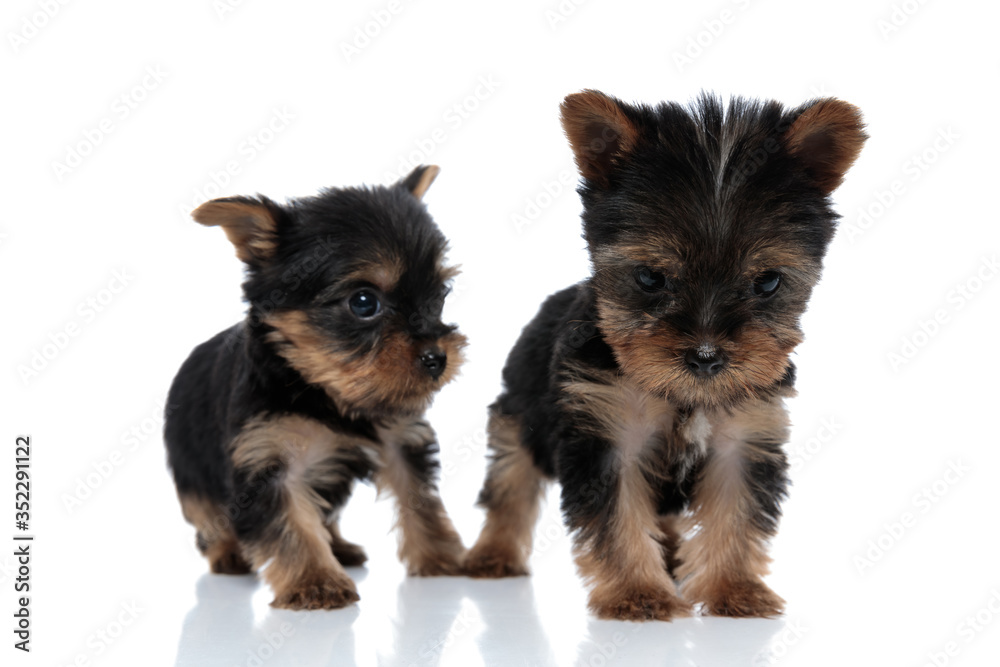 team of two yorkshire terriers looking to side and walking