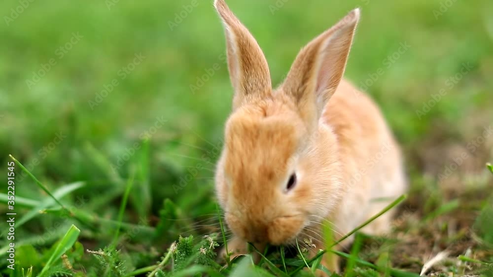 Cute easter orange bunny rabbit on green grass and green blurred background. Close up Cute easter orange bunny rabbit on green grass and green blurred background. Close up