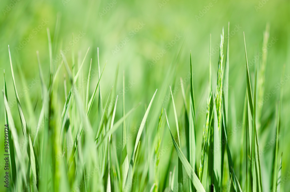 wiosenna zielona trawa na łące z małą głębią ostrości - obrazy, fototapety, plakaty 