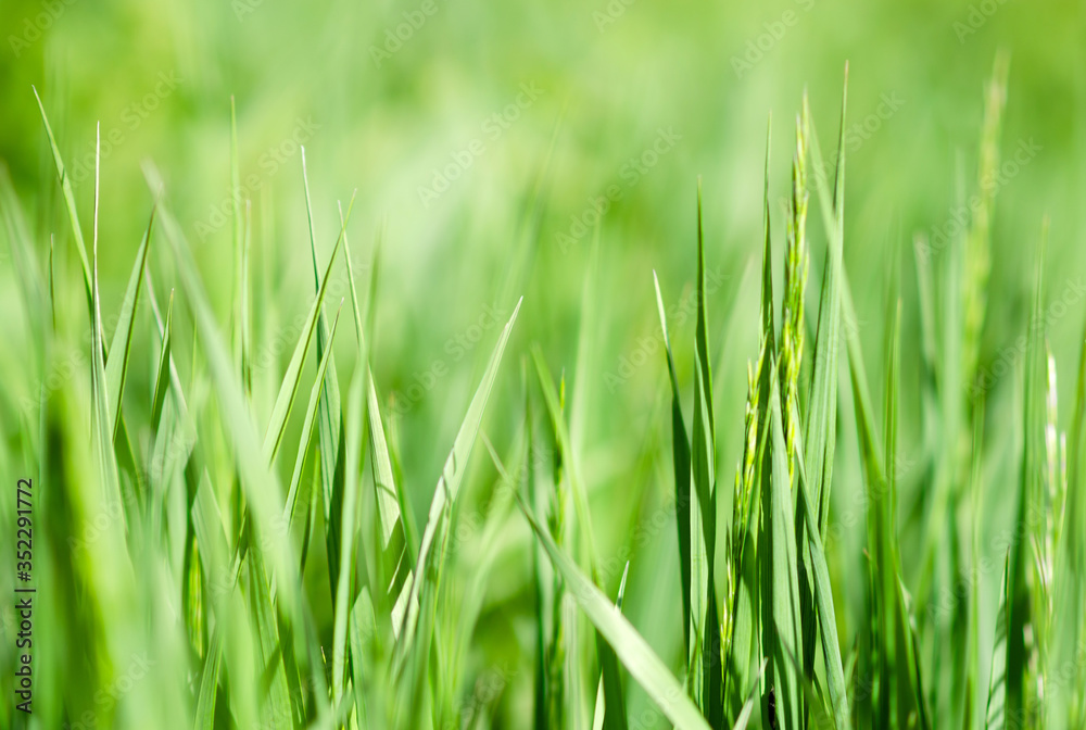 Naklejka premium wiosenna zielona trawa na łące z małą głębią ostrości