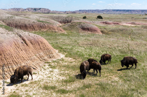 Wild bison grazing on the mounds of South Dakota's Badlands National Park. © Patrick