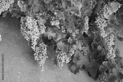 Racimos de uva en parra para recojer. © Maria