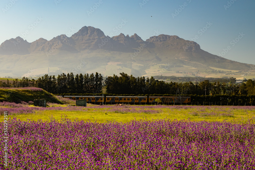 Obraz premium field of wildflowers