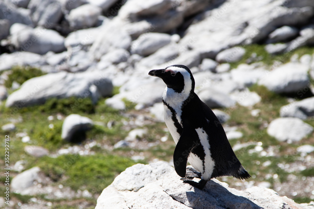Fototapeta premium African penguin on a rock