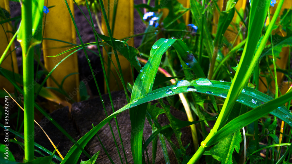 Obraz premium Spring time. Fresh green grass with dew drops close up. Water driops on the fresh grass after rain. Light morning dew on the grass.