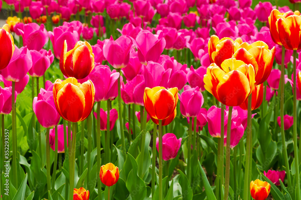 Tulips on a flower bed in the Park in Sunny summer weather