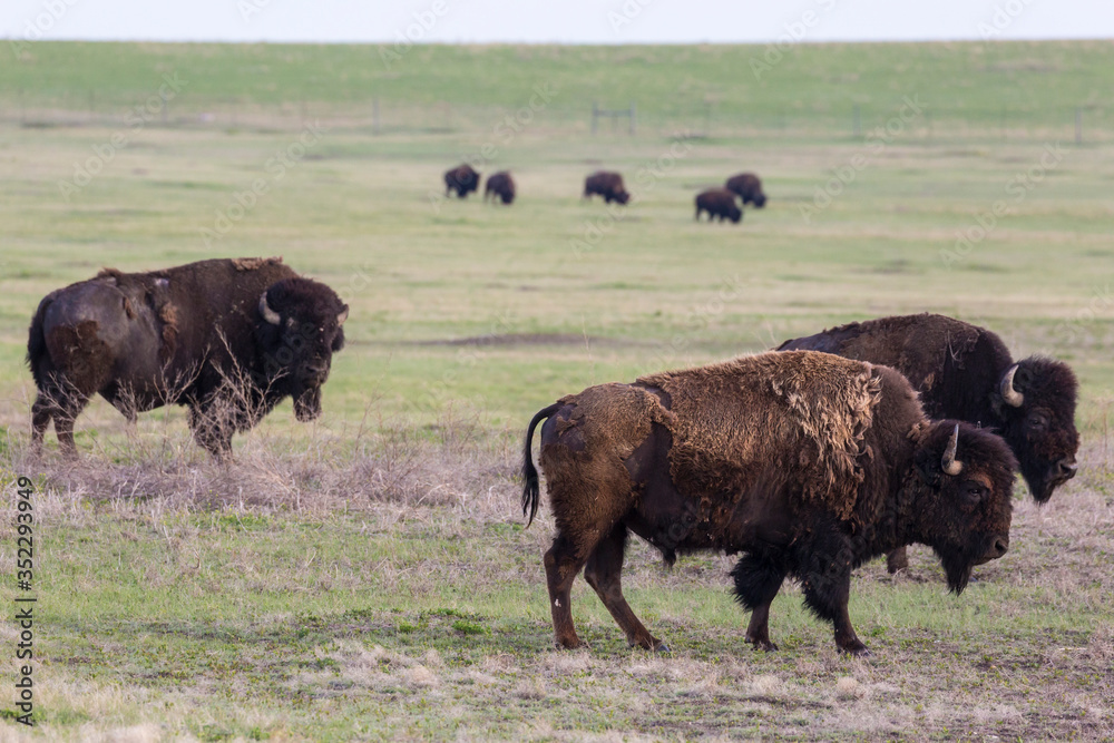 Wild bison grazing on the mounds of South Dakota's Badlands National Park.