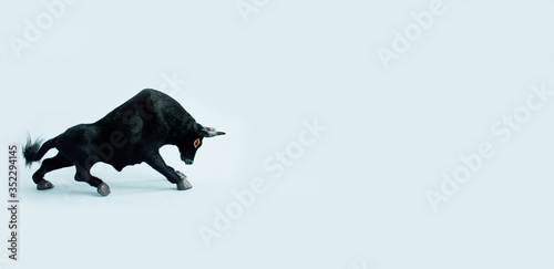 black bull, cow on a blue background in isolation symbol of the new year 2021 greeting card banner