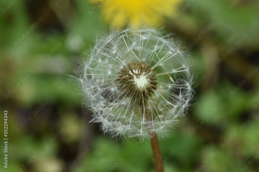Fototapeta premium dandelion seed head