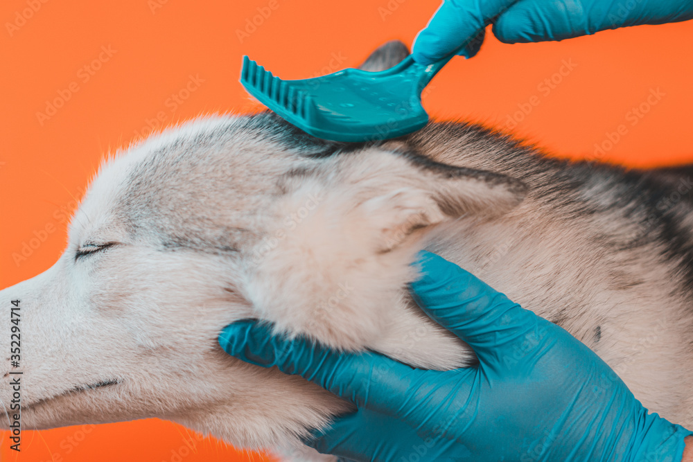 Brushing fur comb in dog breed Siberian Husky isolated on orange background. Caring for a gray domestic wolf with blue eyes. Brushing fur comb in dog breed Siberian Husky isolated on orange background. Caring for a gray domestic wolf with blue eyes.