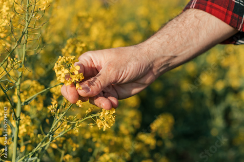 Close up of farmer's hand holding blooming rapeseed plant