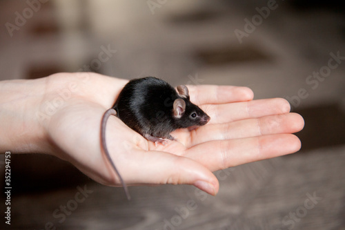 Mouse on the palm. Hand mouse sitting on a hand.