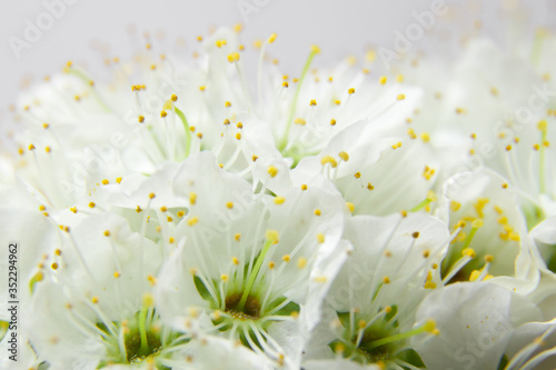 Plum flowers close-up.